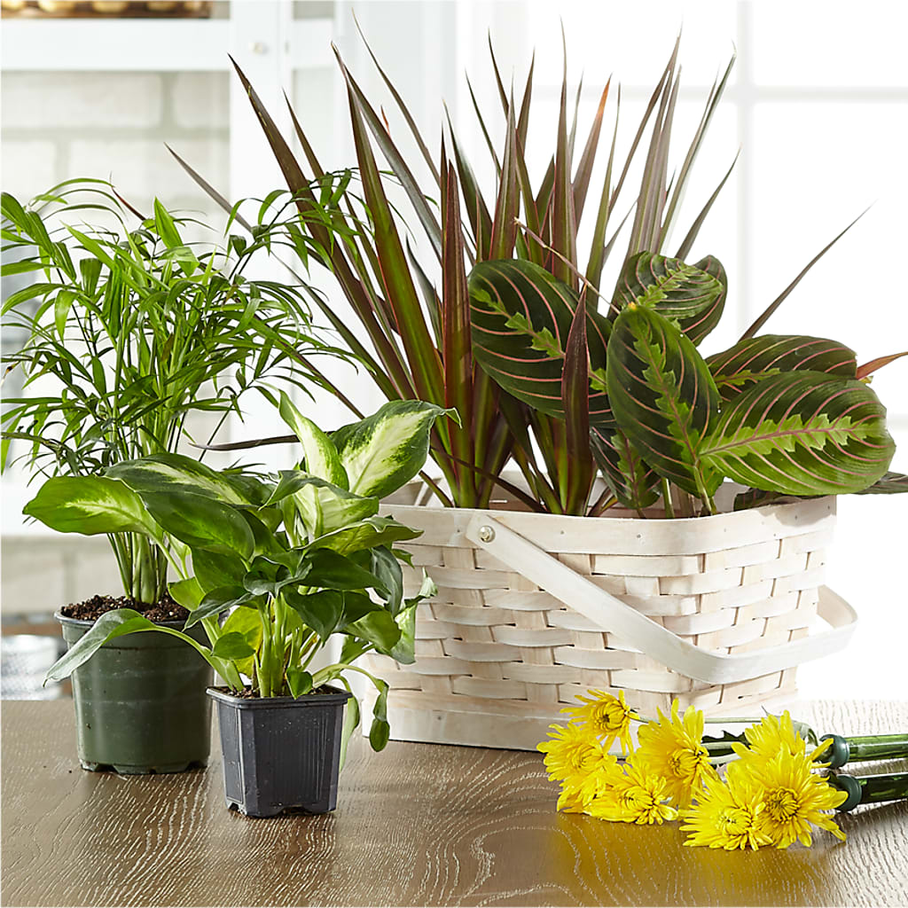 Florist Designed Blooming and Green Plants in a Basket – Acuarela Events Inc, Land O Lakes FL