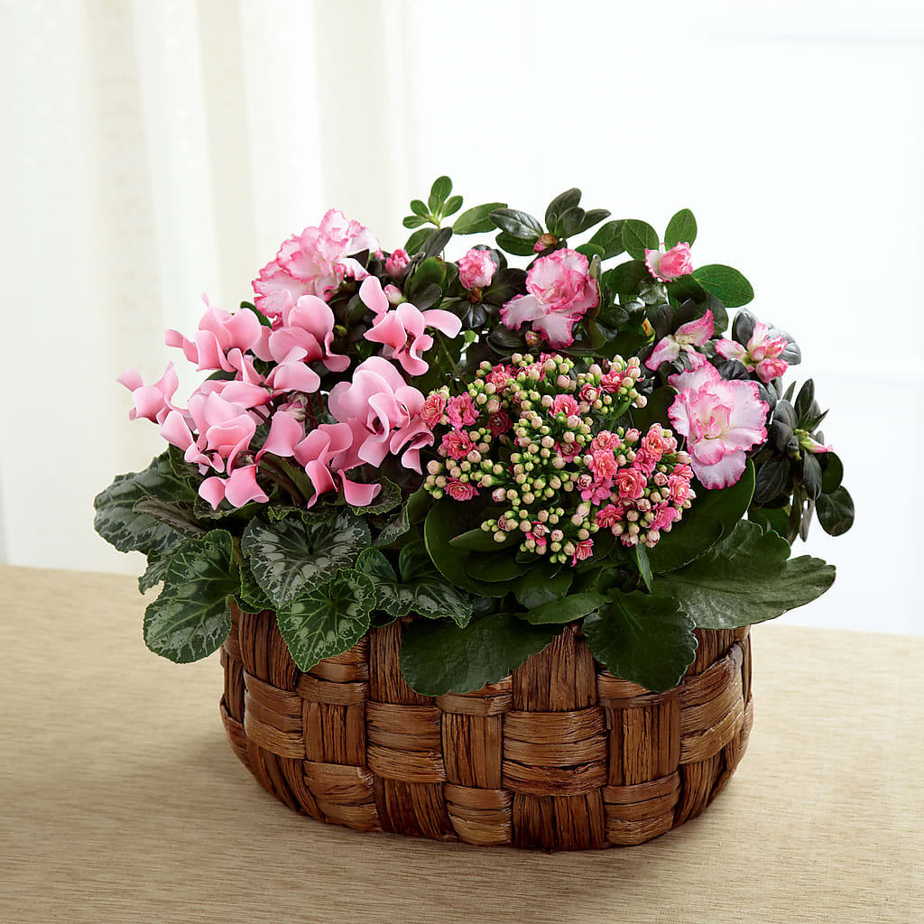 Pink Assortment – Acuarela Events Inc, Land O Lakes FL