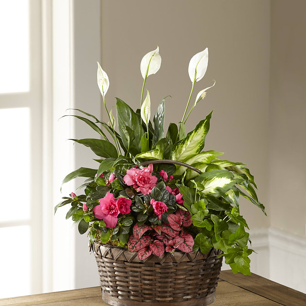 Dream in Pink Dishgarden – Acuarela Events Inc, Land O Lakes FL
