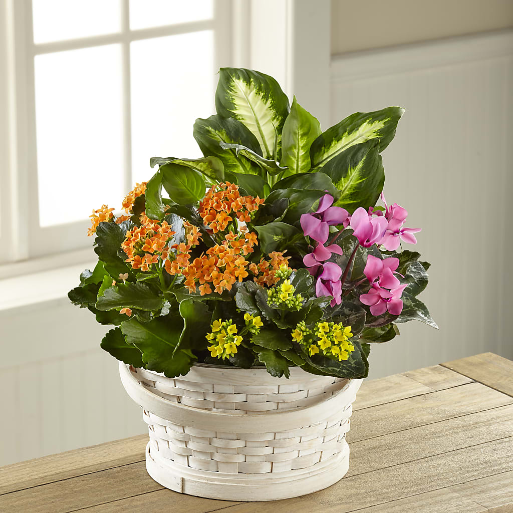 Color Crush Dishgarden – Acuarela Events Inc, Land O Lakes FL