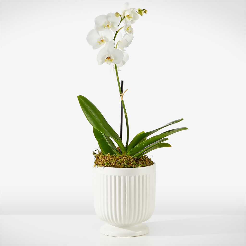 Whispering White Orchid – Acuarela Events Inc, Land O Lakes FL