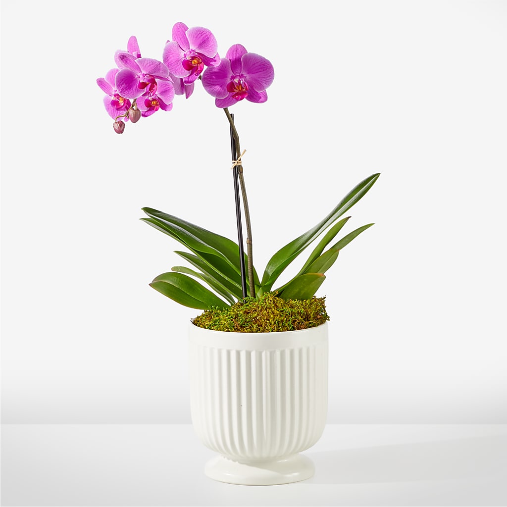 Friendly Fuchsia Orchid – Acuarela Events Inc, Land O Lakes FL