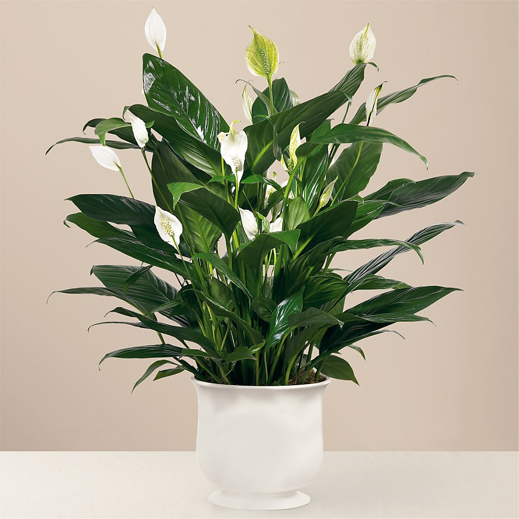 Comfort Planter – Acuarela Events Inc, Land O Lakes FL