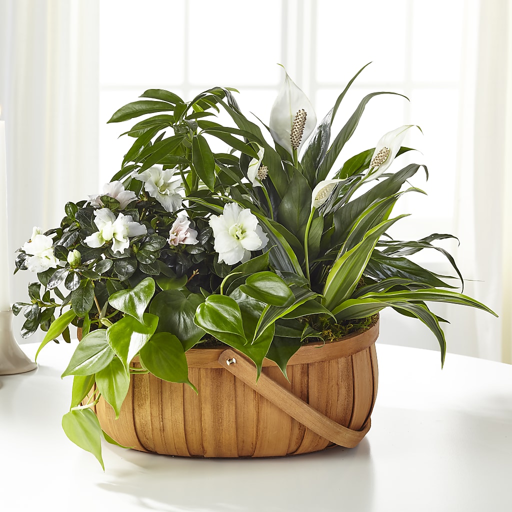 Serene Dishgarden – Acuarela Events Inc, Land O Lakes FL