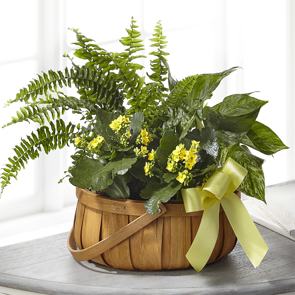 Always Dear Dishgarden – Acuarela Events Inc, Land O Lakes FL