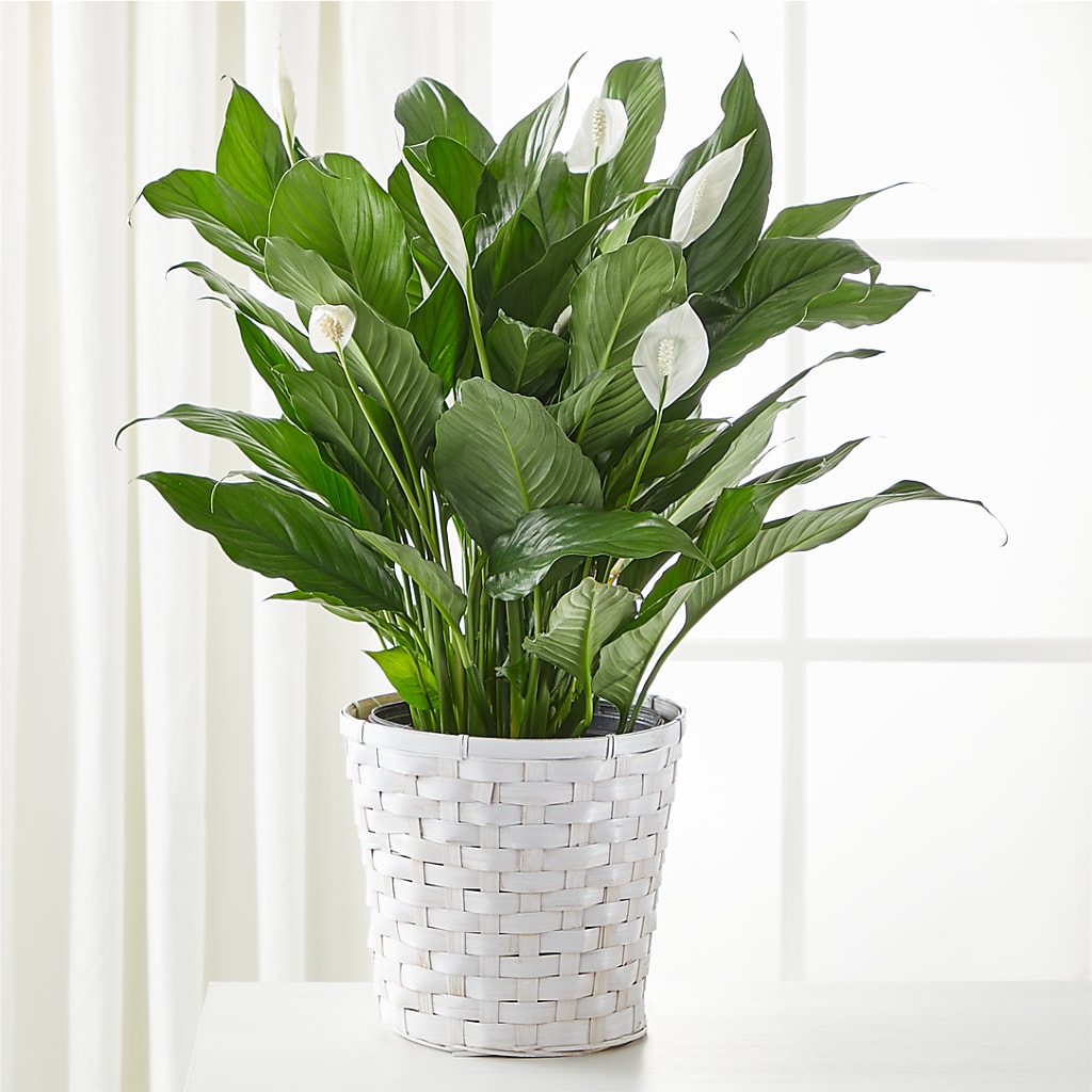 A New Leaf Peace Lily – Acuarela Events Inc, Land O Lakes FL