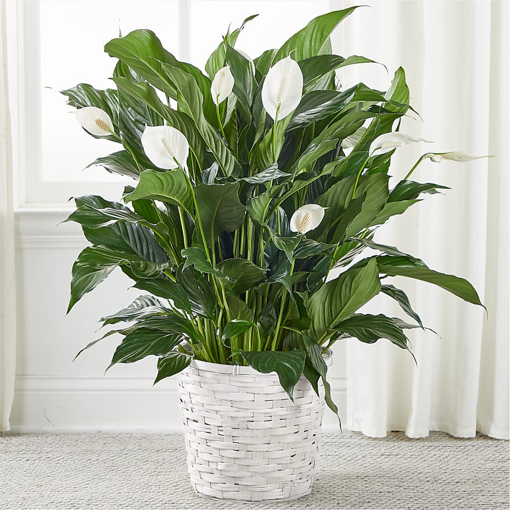 A New Leaf Peace Lily – Acuarela Events Inc, Land O Lakes FL