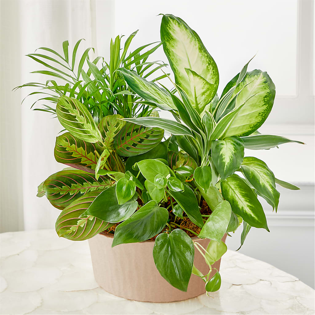 Balance & Harmony Dishgarden – Acuarela Events Inc, Land O Lakes FL