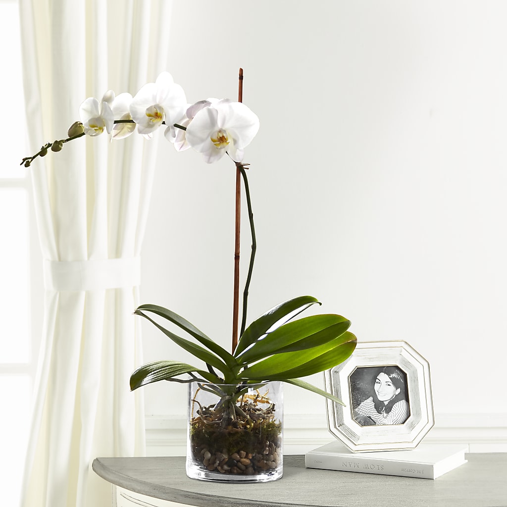 White Orchid Planter – Acuarela Events Inc, Land O Lakes FL