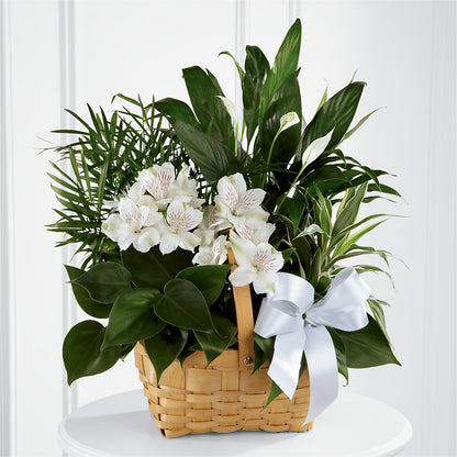 Peace & Serenity Dishgarden –  Acuarela Events Inc, Land O Lakes FL