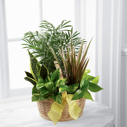 French Garden –  Acuarela Events Inc, Land O Lakes FL