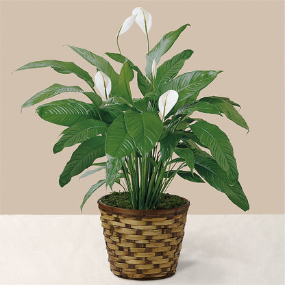 Tranquil Moments Peace Lily Plant –  Acuarela Events Inc, Land O Lakes FL