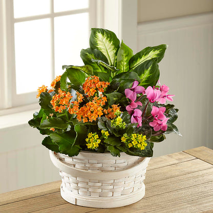 Color Crush Dishgarden –  Acuarela Events Inc, Land O Lakes FL