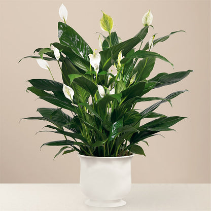 Comfort Planter –  Acuarela Events Inc, Land O Lakes FL