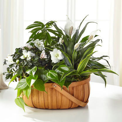 Serene Dishgarden –  Acuarela Events Inc, Land O Lakes FL