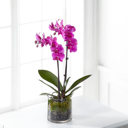 Pink Orchid Plant –  Acuarela Events Inc, Land O Lakes FL