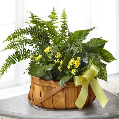 Always Dear Dishgarden –  Acuarela Events Inc, Land O Lakes FL