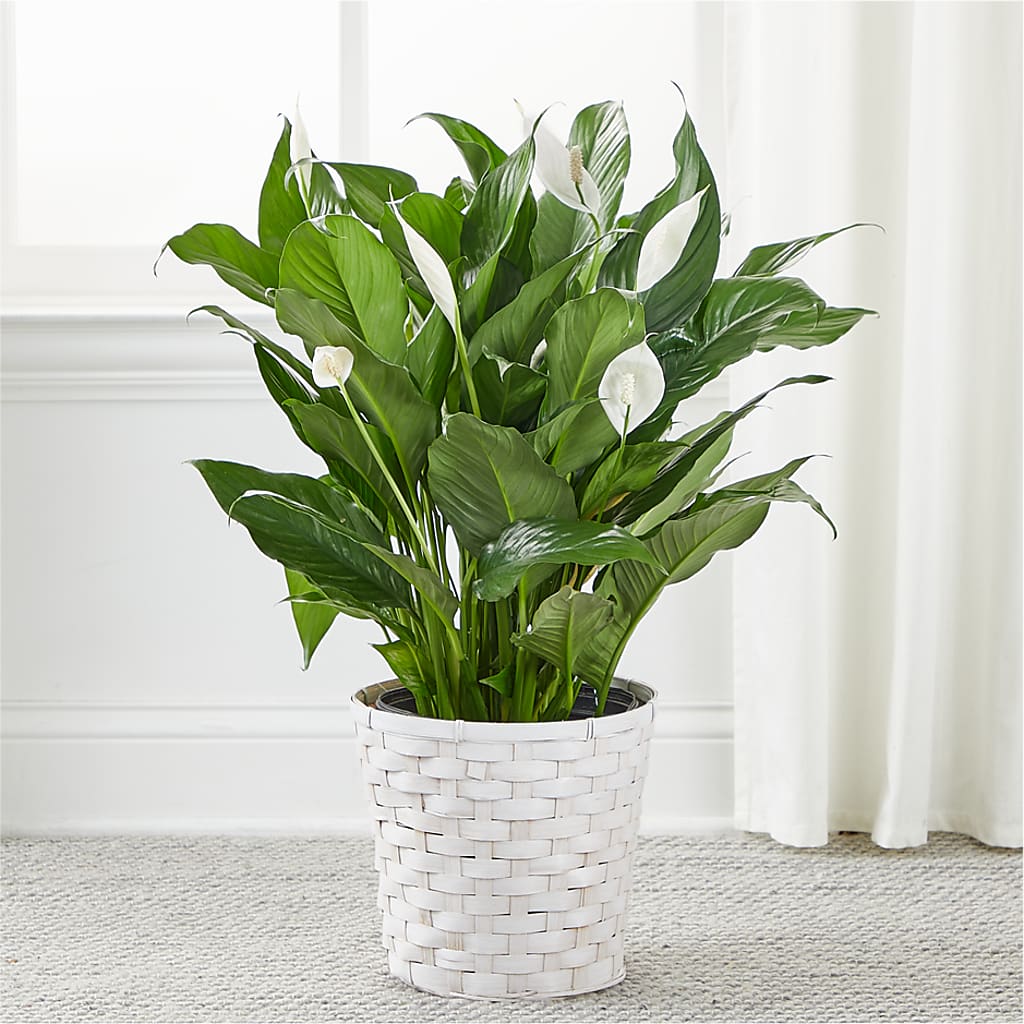 A New Leaf Peace Lily –  Acuarela Events Inc, Land O Lakes FL