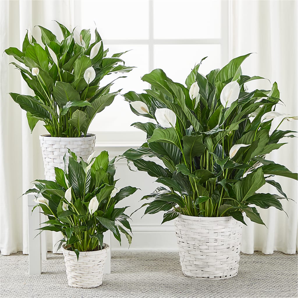 A New Leaf Peace Lily –  Acuarela Events Inc, Land O Lakes FL