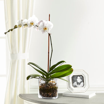 White Orchid Planter –  Acuarela Events Inc, Land O Lakes FL