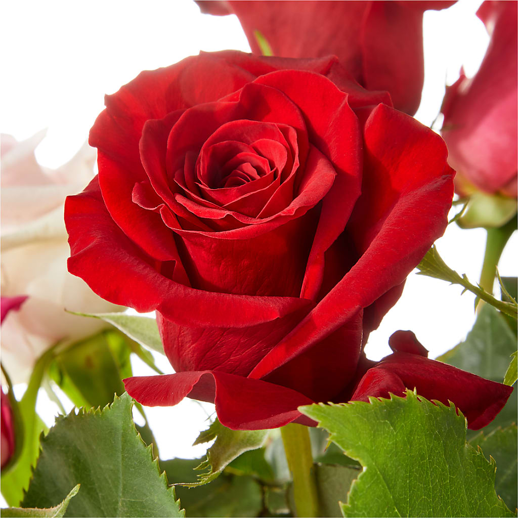 Love Notes Rose Bouquet –  Acuarela Events Inc, Land O Lakes FL